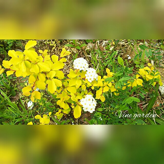 f:id:nagna:20210125004643j:image