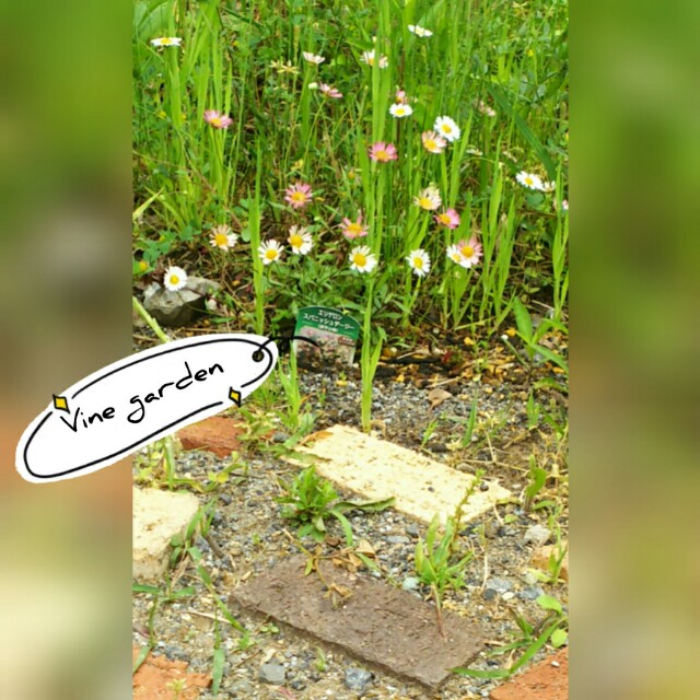 白 ピンクに色が変わるエリゲロン つる植物の園 Vine Garden