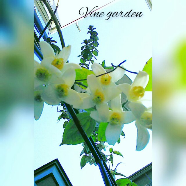 f:id:nagna:20210202233301j:image