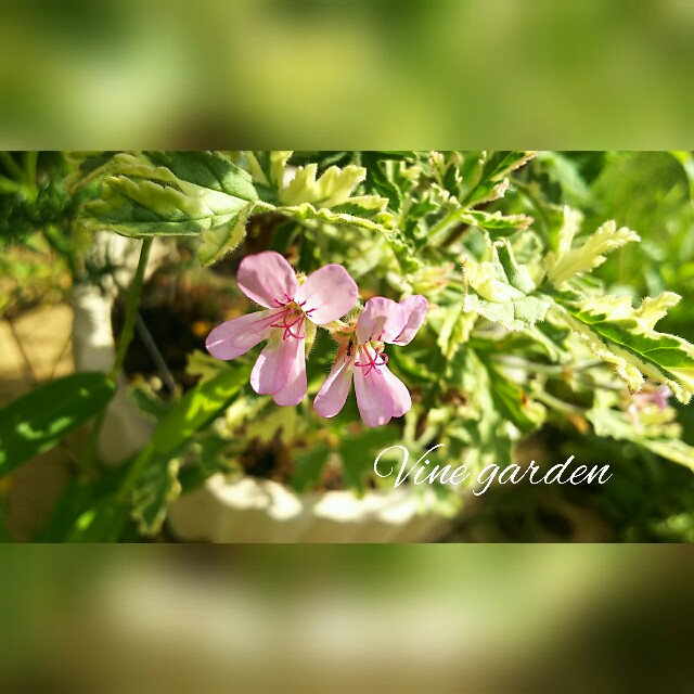 f:id:nagna:20210212003903j:image f:id:nagna:20210212003903j:image