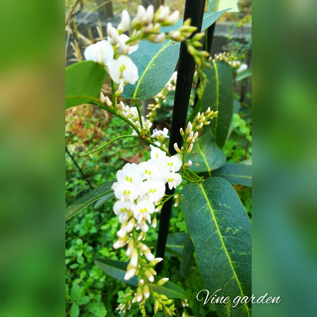 f:id:nagna:20210221225915j:image