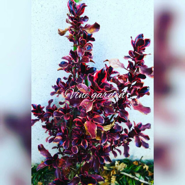 f:id:nagna:20210221230646j:image