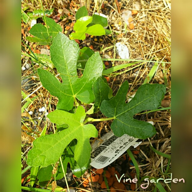 f:id:nagna:20210302003821j:image