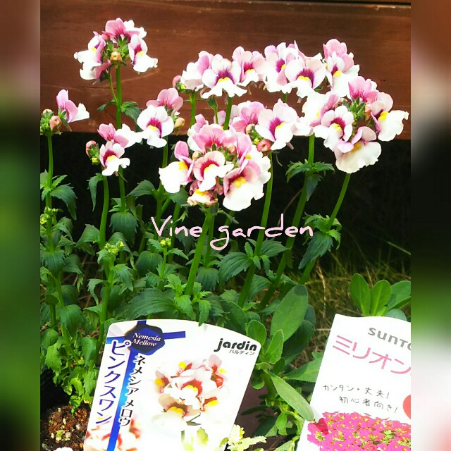 f:id:nagna:20210321001341j:image f:id:nagna:20210321001341j:image