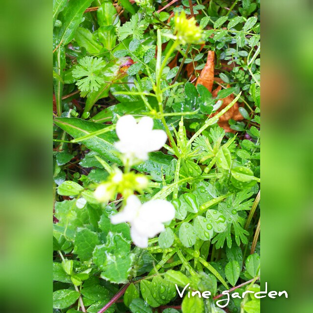 f:id:nagna:20210326233107j:image f:id:nagna:20210326233107j:image