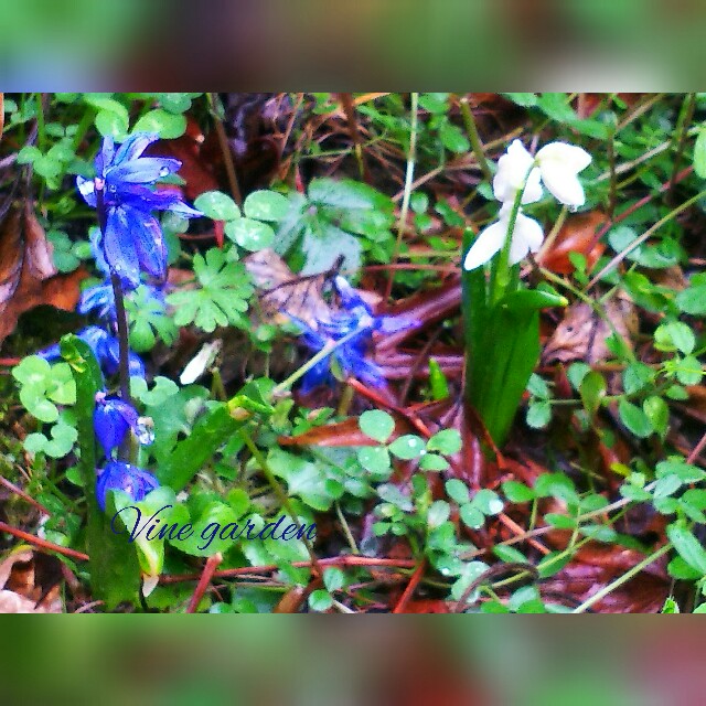 f:id:nagna:20210326233205j:image f:id:nagna:20210326233205j:image