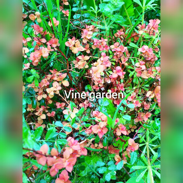 f:id:nagna:20210401084000j:image f:id:nagna:20210401084000j:image