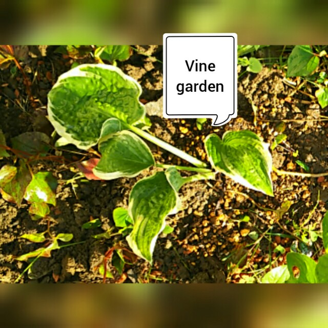 f:id:nagna:20210407222126j:image