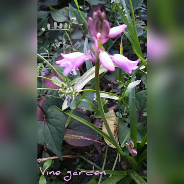 f:id:nagna:20210410231747j:image