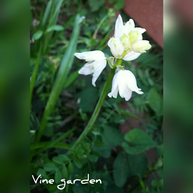 f:id:nagna:20210411222638j:image