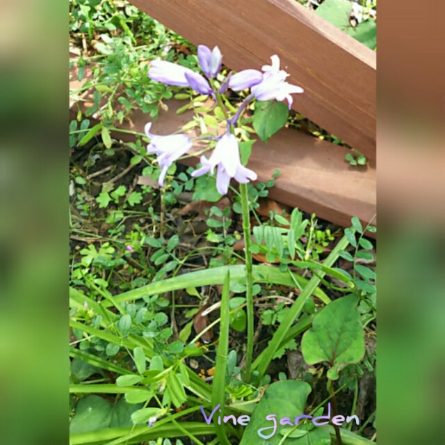 f:id:nagna:20210411222721j:image