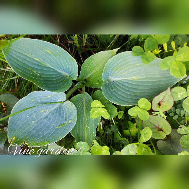 f:id:nagna:20210419200733j:image