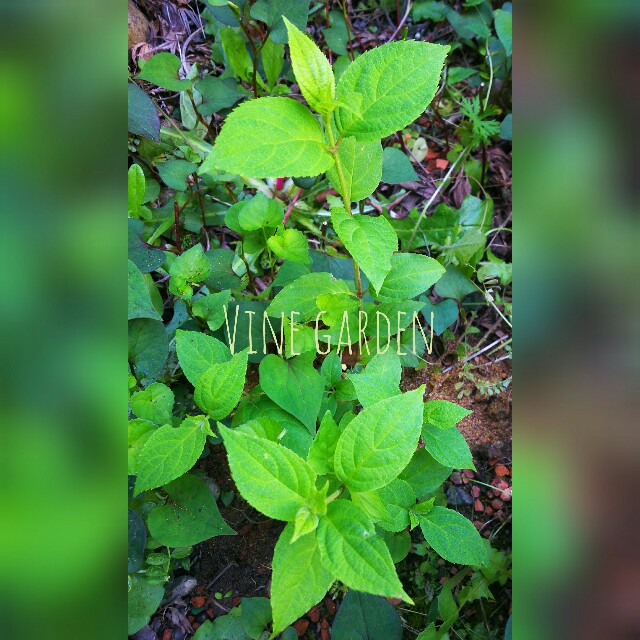 f:id:nagna:20210504082033j:image f:id:nagna:20210504082033j:image