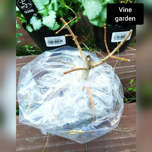 f:id:nagna:20210504224845j:image f:id:nagna:20210504224845j:image