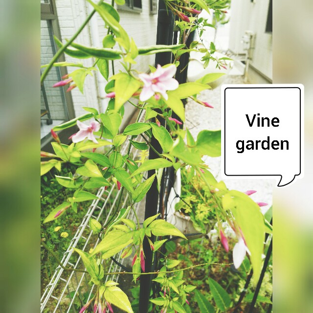 ピンクジャスミンが ついに つる植物の園 Vine Garden
