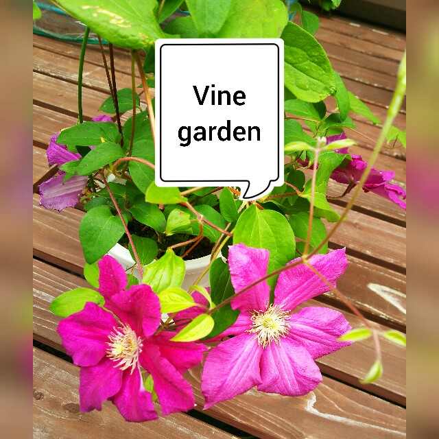 クレマチス クリムソンキング つる植物の園 Vine Garden