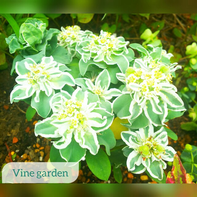 f:id:nagna:20210702230950j:image f:id:nagna:20210702230950j:image