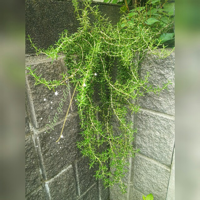 f:id:nagna:20210713235129j:image f:id:nagna:20210713235129j:image