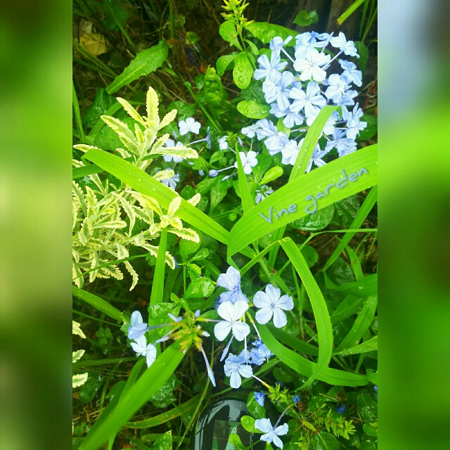 f:id:nagna:20210714083055j:image f:id:nagna:20210714083055j:image