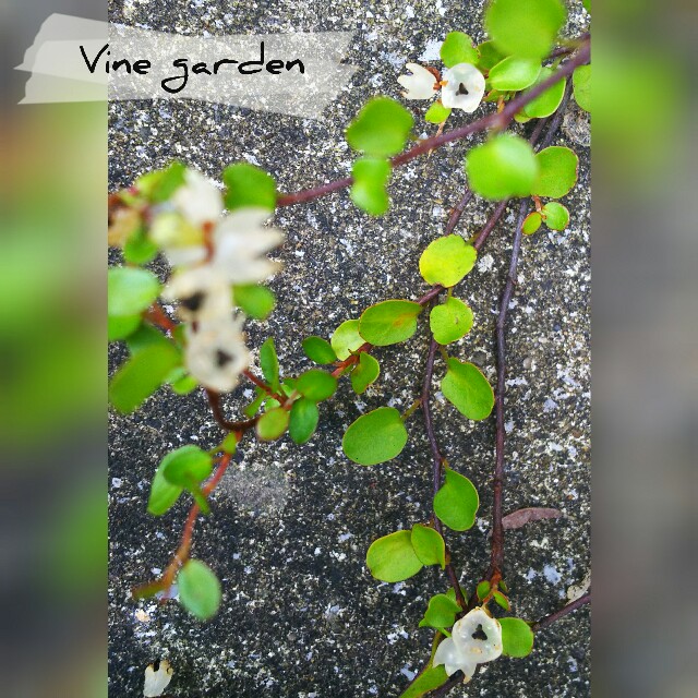 今年も咲いた 半透明のぷにぷに ワイヤープランツ つる植物の園 Vine Garden