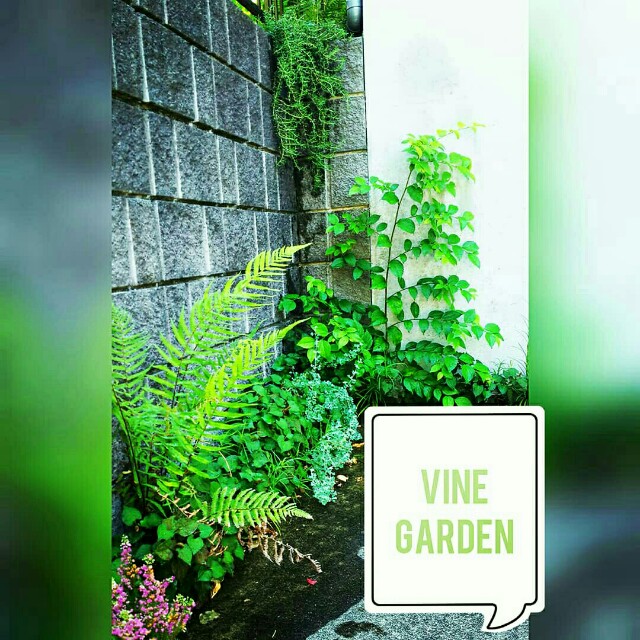 植栽 自生植物 5 4で共存するカーポート つる植物の園 Vine Garden 植栽 自生植物 5 4で共存するカーポート つる植物の園 Vine Garden