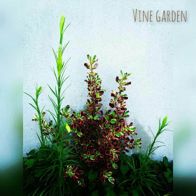 f:id:nagna:20210804052258j:image