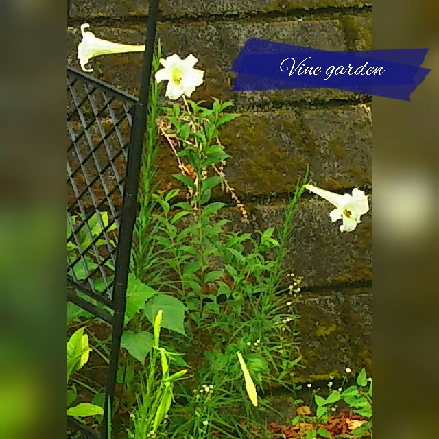 f:id:nagna:20210808080148j:image f:id:nagna:20210808080148j:image