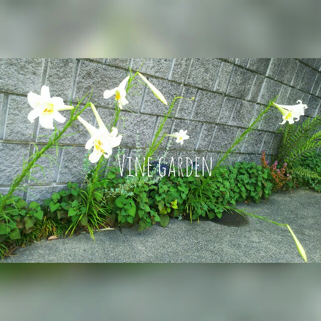 f:id:nagna:20210812143533j:image f:id:nagna:20210812143533j:image