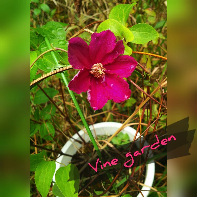 嬉しい開花と紅葉の深まり つる植物の園 Vine Garden