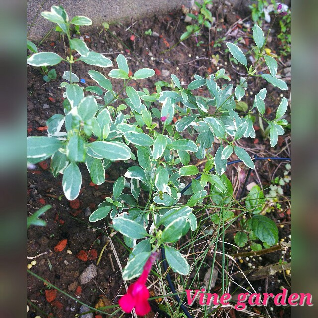 f:id:nagna:20211031002837j:image