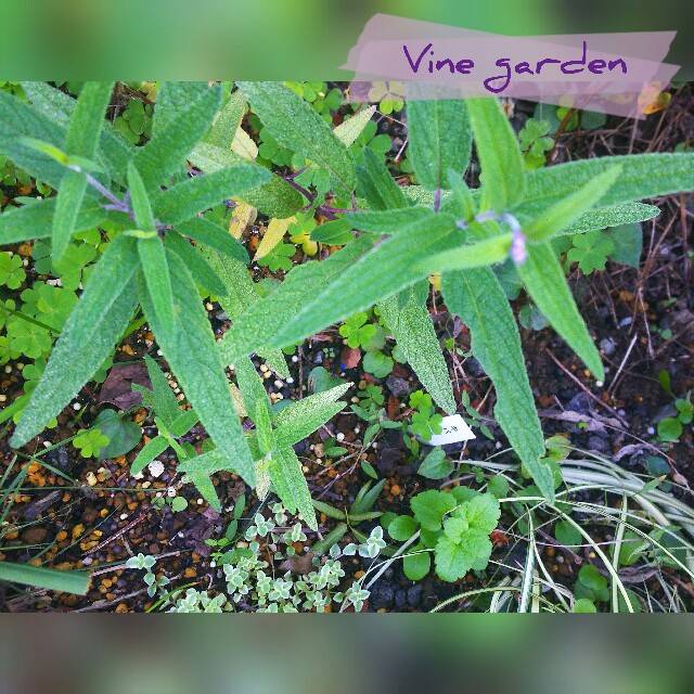 f:id:nagna:20211031002906j:image