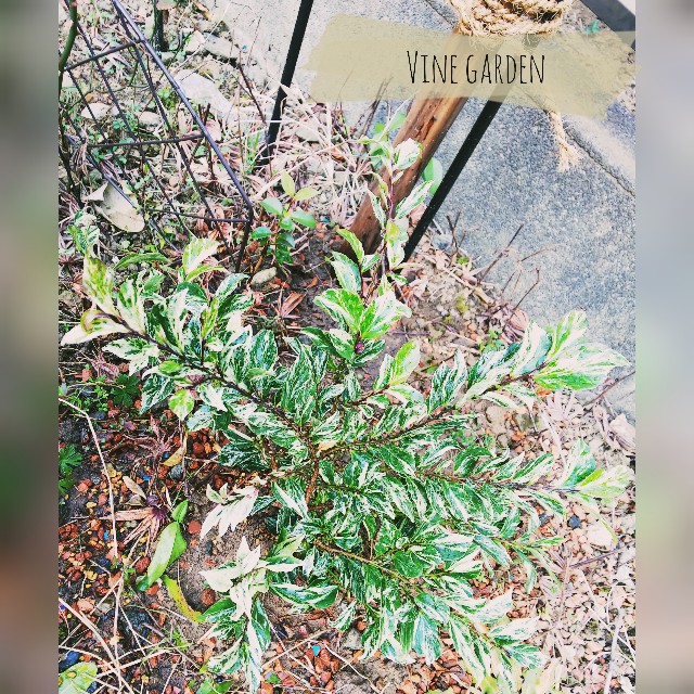 f:id:nagna:20220210083710j:image