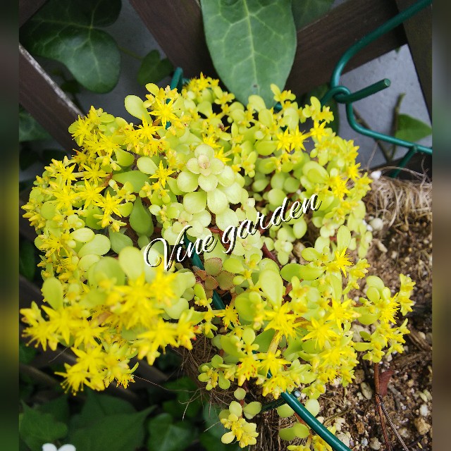 f:id:nagna:20220627181555j:image