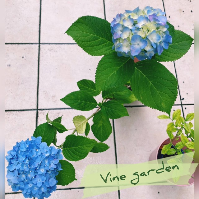 f:id:nagna:20250610141526j:image