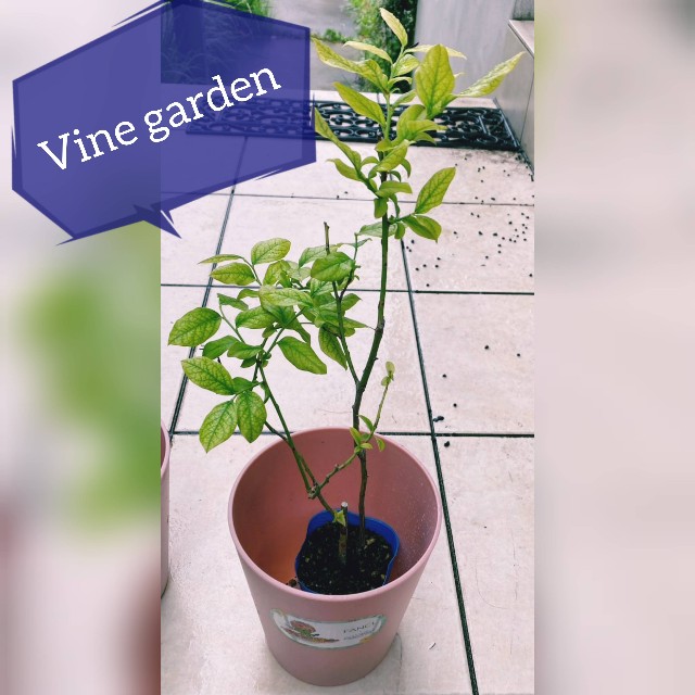 f:id:nagna:20250610141606j:image