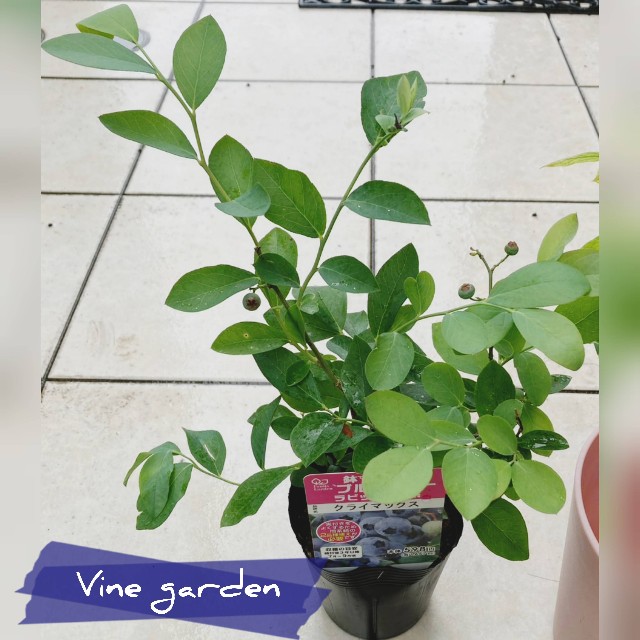 f:id:nagna:20250610141656j:image