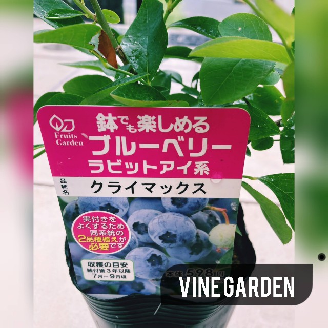 f:id:nagna:20250610141711j:image