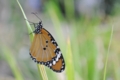 [沖縄][名護][自然][昆虫類]カバマダラ成虫