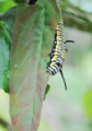 [沖縄][名護][名護博物館][自然][昆虫類]カバマダラ幼虫