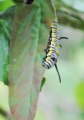 [沖縄][名護][名護博物館][自然][昆虫類]カバマダラ幼虫