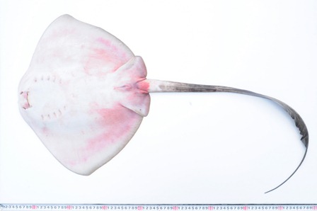 個別 沖縄 名護 自然 魚類 ツカエイ裏 の写真 画像 Nagohaku S Fotolife