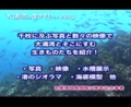 [沖縄][名護博物館][大浦湾][すなっくスナフキン]