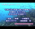 [沖縄][名護博物館][大浦湾][すなっくスナフキン]