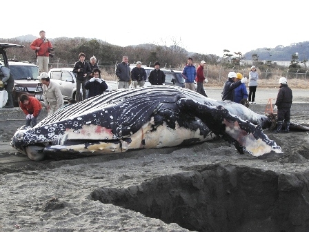 千葉県館山市からのおくりもの 新博物館資料収集 ザトウクジラ全身骨格 日々のなごはく 千葉県館山市からのおくりもの 新博物館資料収集 ザトウクジラ全身骨格 日々のなごはく