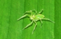 [沖縄][名護][昆虫類][川]カノウハエトリグモ