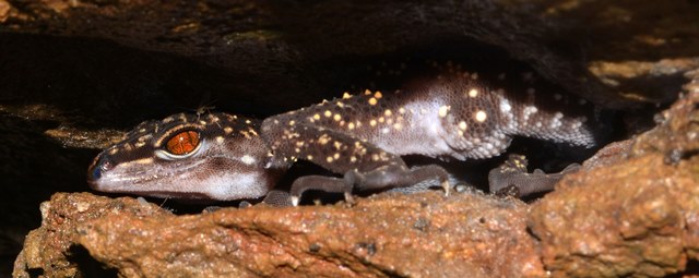 個別「[沖縄][大宜味][爬虫類]クロイワトカゲモドキ」の写真、画像