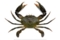 アミメノコギリガザミ