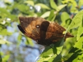 [沖縄][名護][嘉津宇岳][昆虫類]コノハチョウ