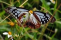 [沖縄][名護][嘉津宇岳][昆虫類]アサギマダラ