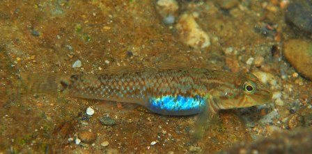 名護の川の季節 その3 イクメン シマヨシノボリ 日々のなごはく